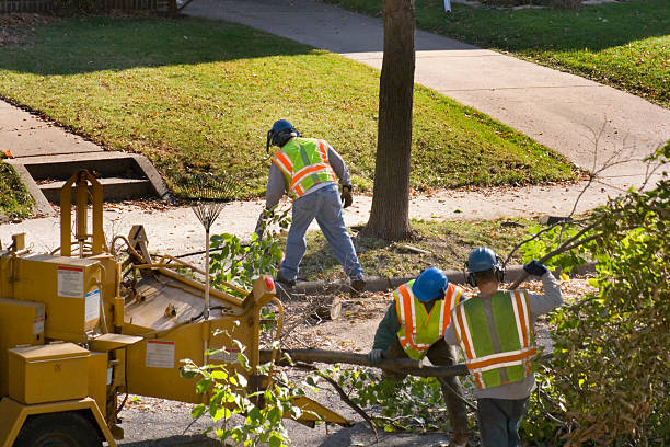 Monfort Heights, OH Tree Services Company